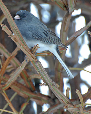 DSC_0089 Dark-eyed Junco