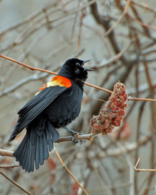 20070417 104 Red-Winged Blackbird
