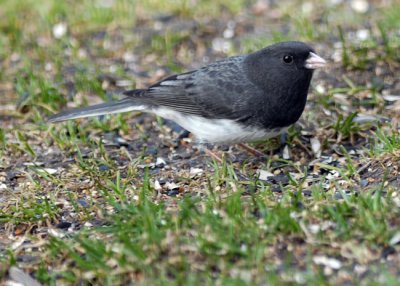 20070419 159 Dark-eyed Junco