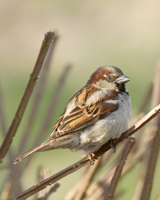 20070419 177  House Sparrow