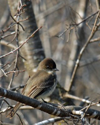 20070423 111 Eastern Phoebe?