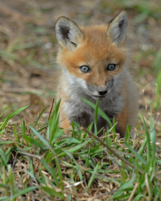 20070425-1 098 Red Fox Pup.