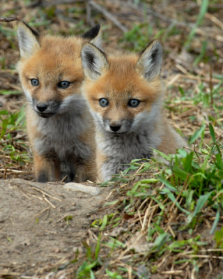 20070425-2 049 Red Fox Pups.