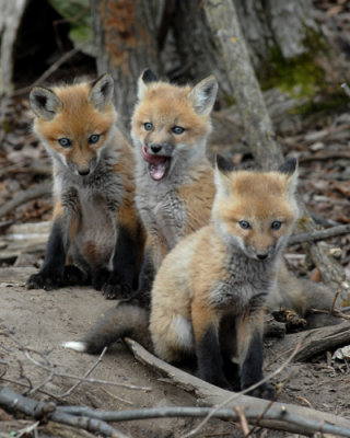 Red Fox Pups, 2007