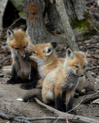 20070425-2 111 Red Foxes