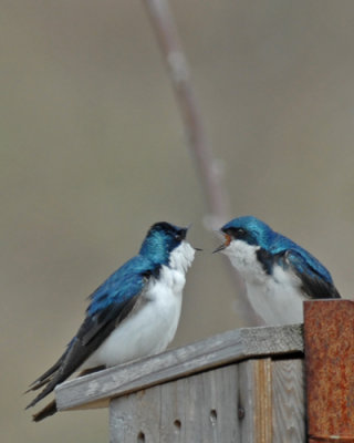 20070426 111 Tree Swallows