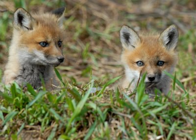 20070425-1 094 Red Fox Pups