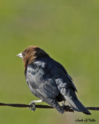 20070503 019 Brown-headed Cowbird