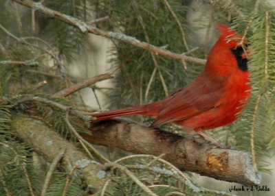 DSC_0002 Northern Cardinal