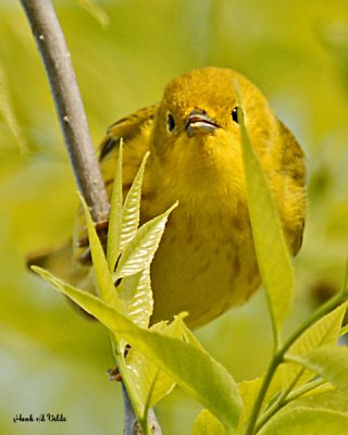 20070514 212 Yellow Warbler