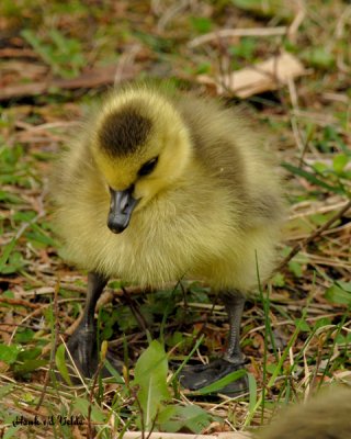 20070510-1 050 Gosling