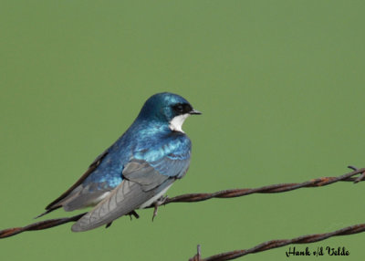 20070510-3 072 Tree Swallow