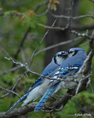 20070517 048 Blue Jays