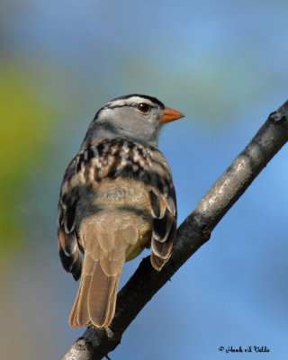 20070518 081 White-crowned Sparrow