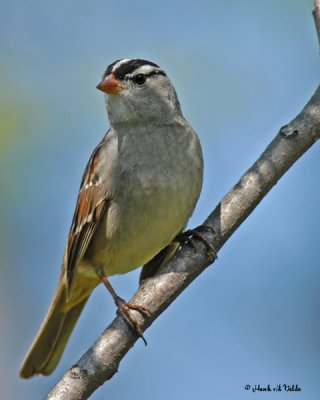 20070518 099 White-crowned Sparrow
