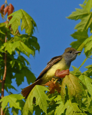 20070523-1 016 Great Crested Flycatcher