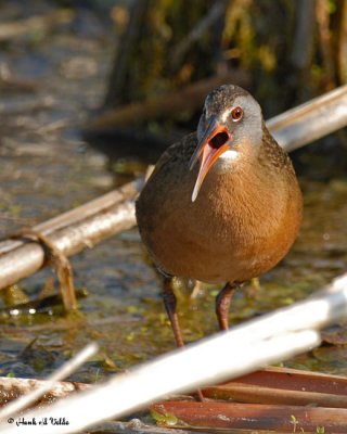 20070523-1 042 Virginia Rail