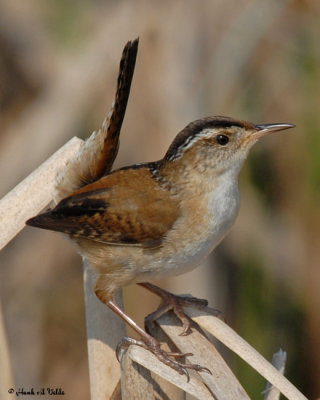 20070523-1 179 Marsh Wren