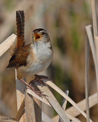 20070523-1 193 Marsh Wren