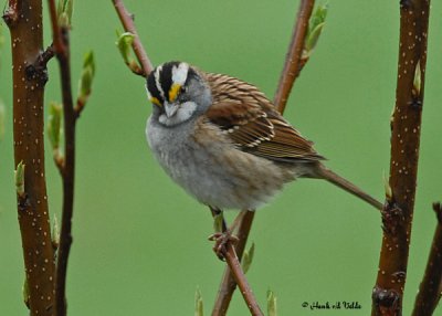 20070428 010 White-throated Sparrow