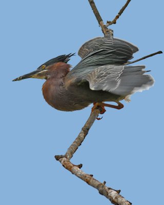 20070531-2 165 Green Heron R1