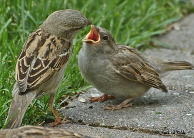 20070602 093 House Sparrows - mother and baby