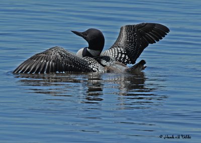 20070610-1 043 Common Loon