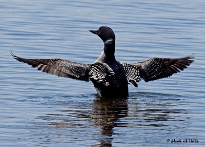 20070610-1 045raw Common Loon