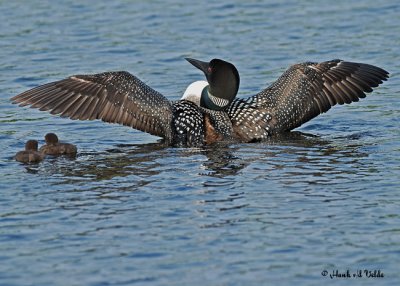 20070619-2 041 Loons