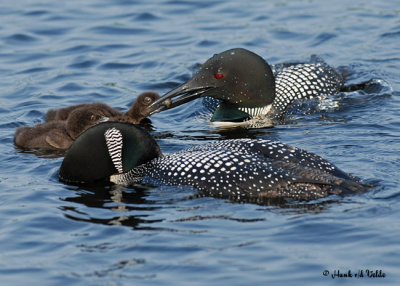20070619-2 050 Loons