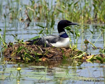 DSC_0114 Common Loon,