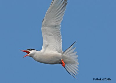 20070619-2 185 Common Tern