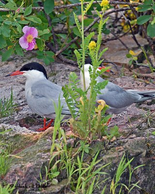 20070619-2 193 Common Tern