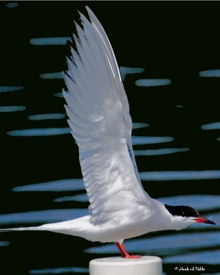 20070623 032 Common Tern