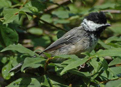 20070713-2 113 Chickadee .jpg