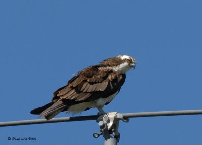 20070722-1 074 Osprey.jpg