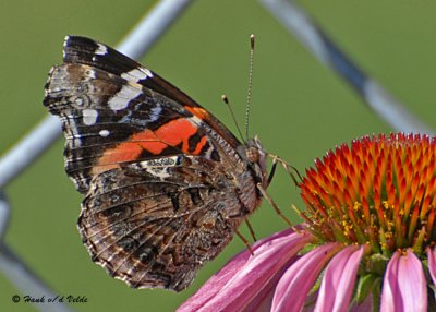 20070729 111 Red Admiral Butterfly .jpg