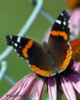 20070729 131 Red Admiral Butterfly.jpg