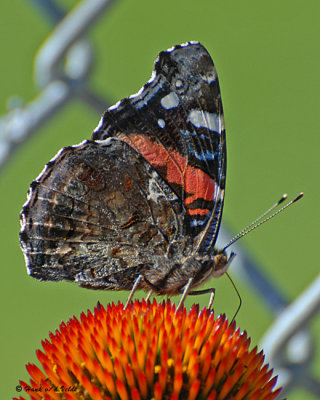 20070729 163 Red Admiral Butterfly.jpg