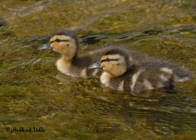 20070623-2 155 Mallard Ducklings.jpg