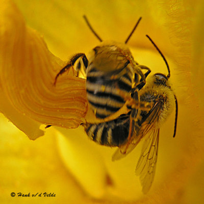 20070805 021 Bees.jpg
