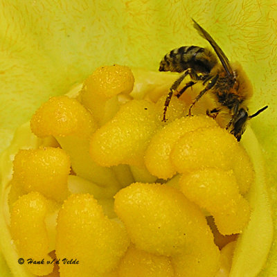 20070806 003 Bee.jpg