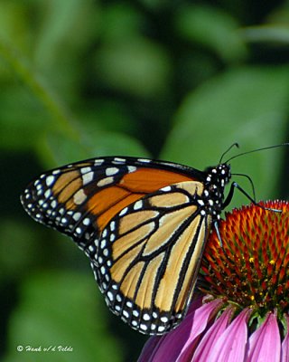 20070729 069 Monarch Butterfly.jpg