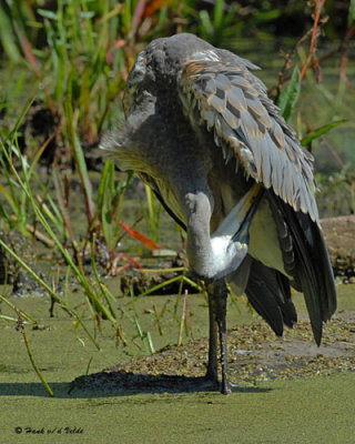 200708117 238 Great Blue Heron.jpg