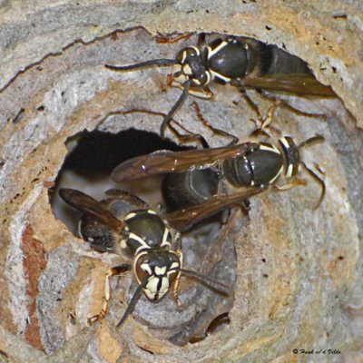 20070829-2 041 Bald-faced Hornets (wasps).jpg
