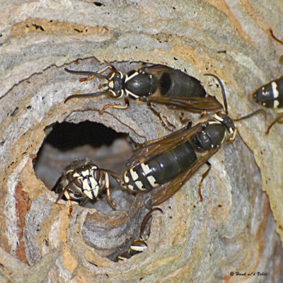 20070829-2 042 Bald-faced Hornets (wasps).jpg