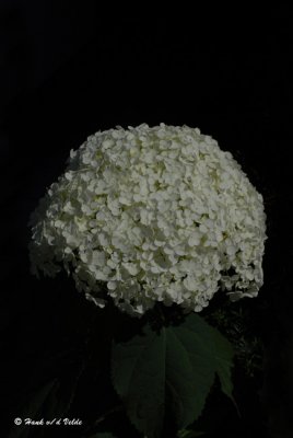 20070729 071 White Hydrangea.jpg