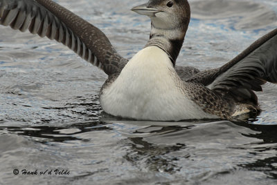 20070831 040 common loon 3rd fam 10-11 weeks.jpg