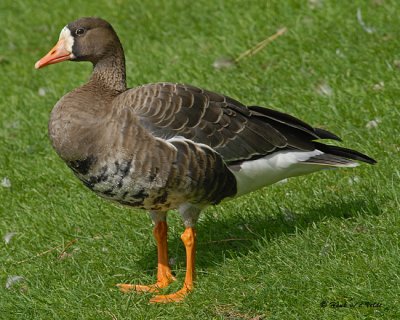 20070913 271 Greater White-fronted Goose.jpg