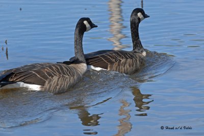 Canada Geese and Greater White-fronted Geese